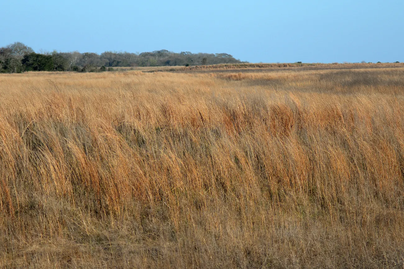 Coastal prairie at the Attwater refuge