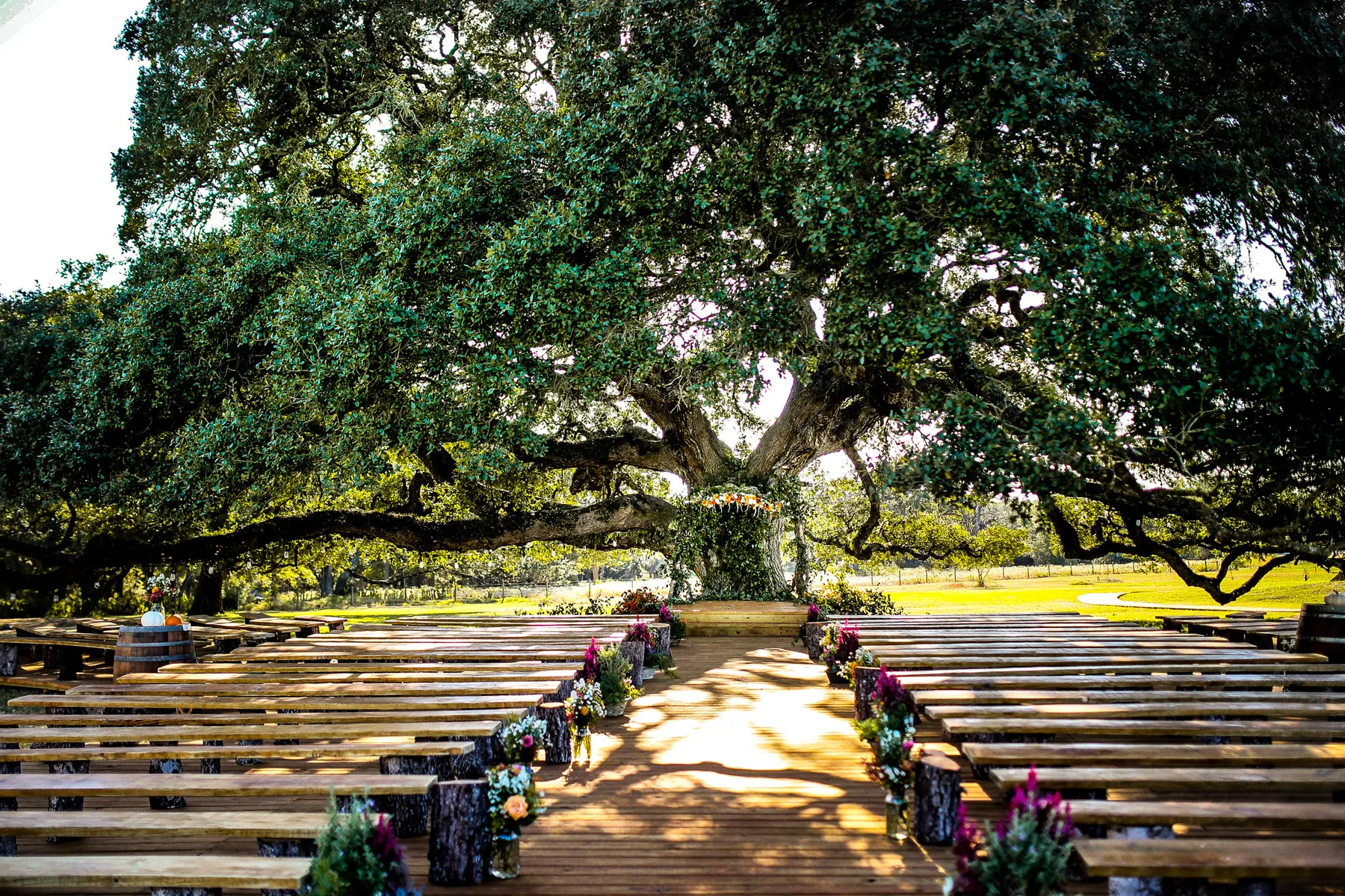 Ceremony space beneath the giant live oaks